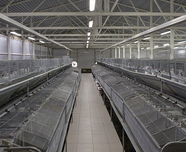 Кроликоферма на 3000 голов